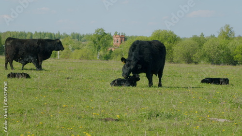 Herd Or Black Angus Cows. Black Angus Calf Suckling From Mother At Free Range Farm. Cow Feeding Her Calf In The Beautiful Countryside. photo