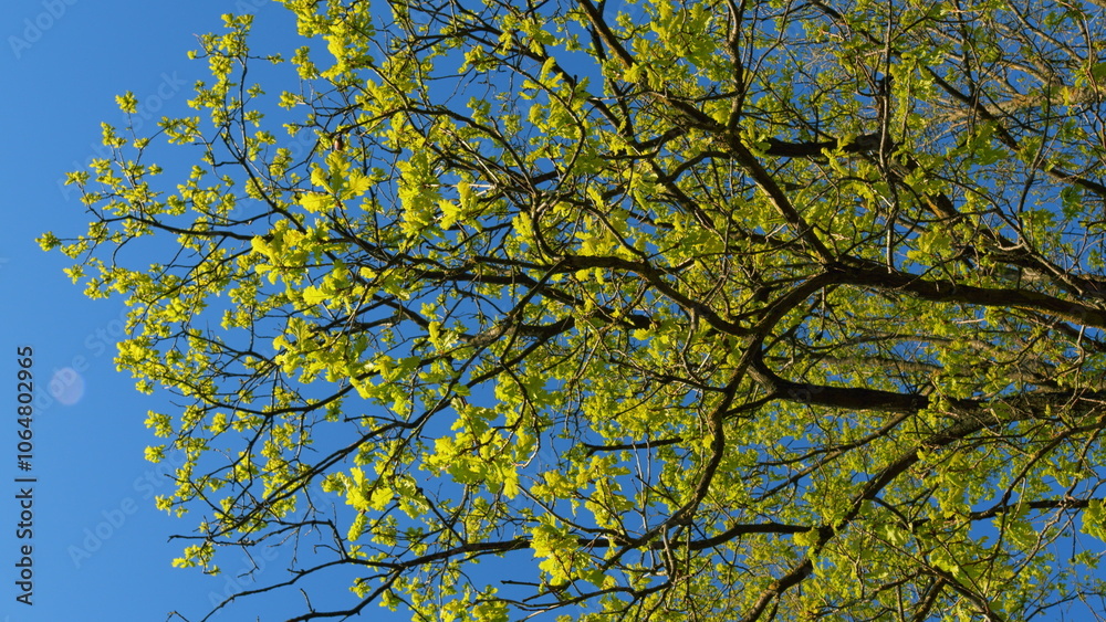 Fototapeta premium Oak With Green Foliage In Spring Season. Oak Tree With Green Leaves In Forest. Grove Of Oaks With Young Spring Green Foliage Against Background Of Blue Sky.