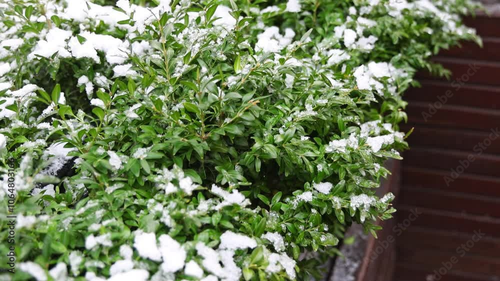 snow on green leaves of bush.winter cold time, close up snow on green leaves of bush.winter cold time, close up