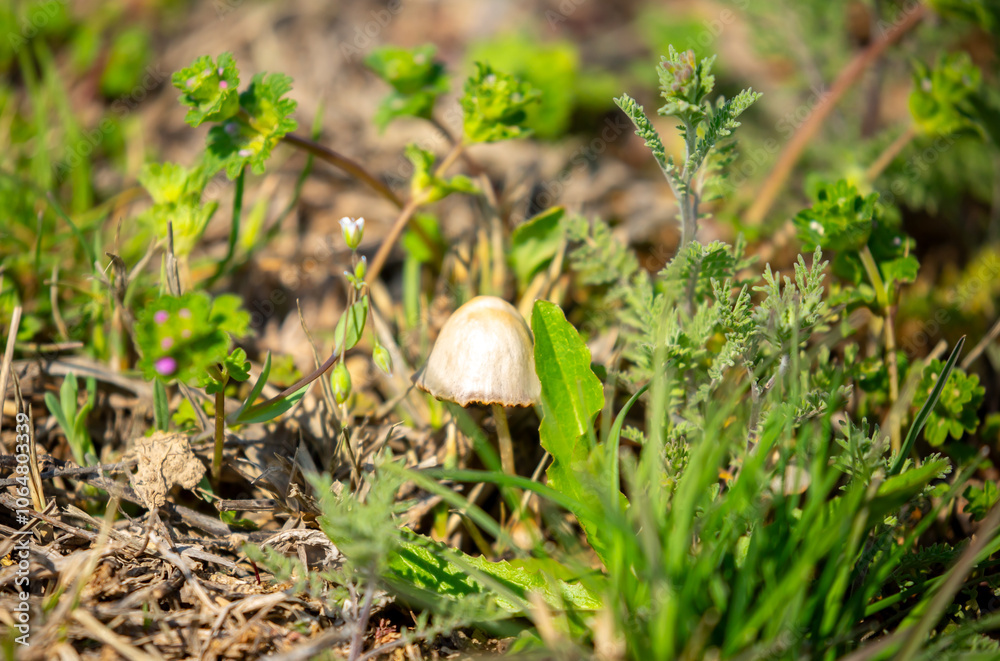 Small toadstool mushrooms in the forest. Inedible mushrooms in the field in the grass close-up. Small toadstool mushrooms in the forest. Inedible mushrooms in the field in the grass close-up.
