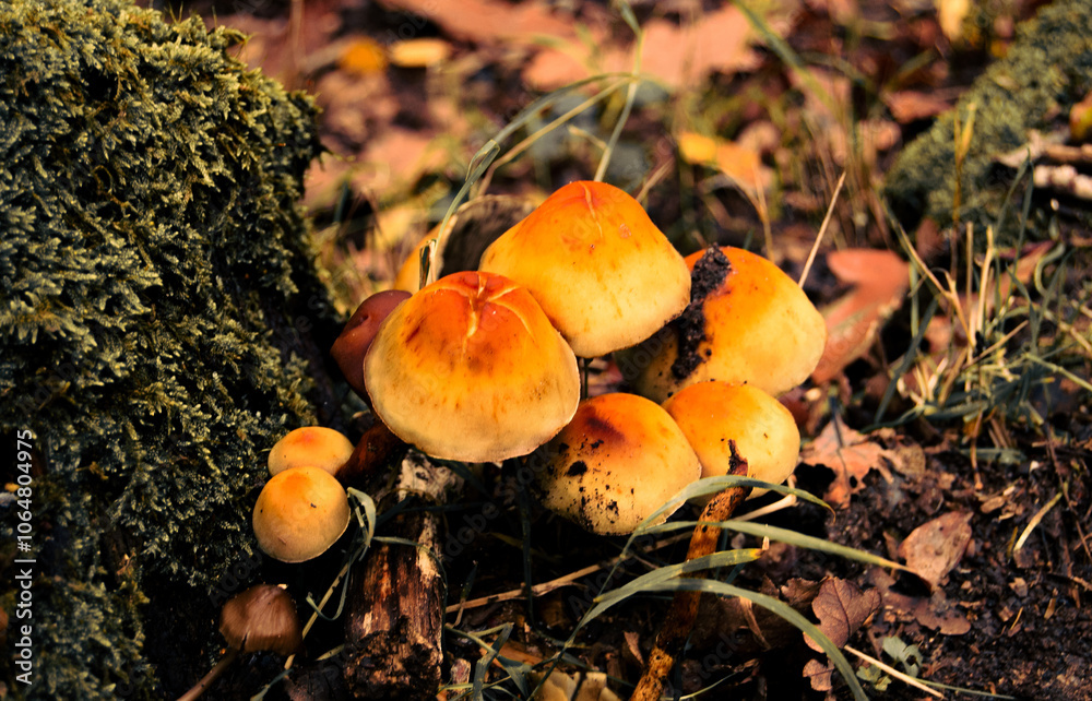 autumn mushrooms in the wet forest autumn mushrooms in the wet forest