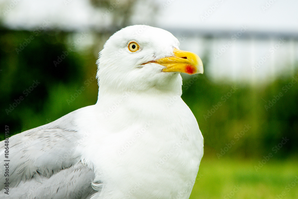 The Seagull Is A Large Bird Often Seen At The Seaside Trying To Steal Food Etc From People The Seagull Is A Large Bird Often Seen At The Seaside Trying To Steal Food Etc From People
