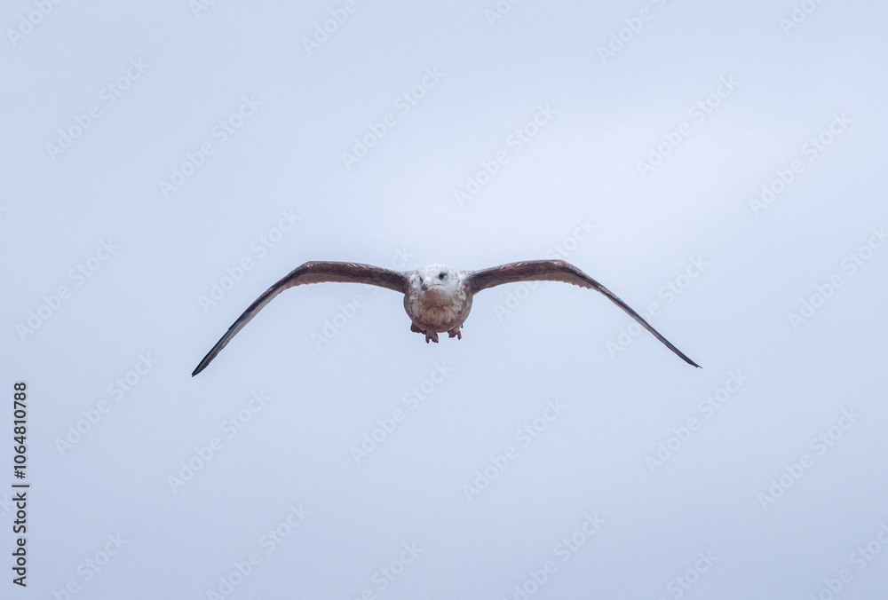 The Seagull Is A Large Bird Often Seen At The Seaside Trying To Steal Food Etc From People The Seagull Is A Large Bird Often Seen At The Seaside Trying To Steal Food Etc From People