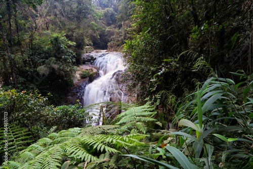Serene Robinson Falls cascading through lush green foliage in Cameron highland, Malaysia