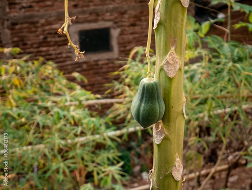 The unique papaya fruit is that there is only one fruit attached to the tree trunk.