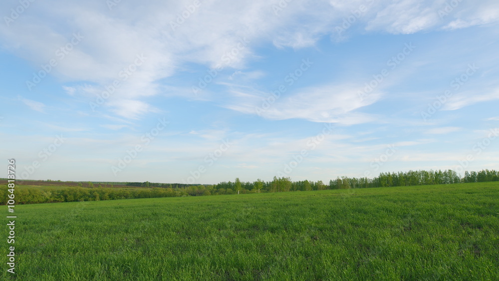 Obraz premium Green Field Of Early Wheat At Sunset Sunset Sunlight Movement. Ears Of Green Wheat. Large Field Of Green Young Wheat Against A Sky. Concept Of Life.
