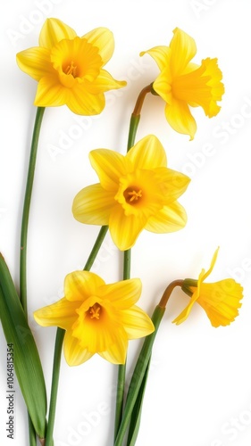 Five yellow daffodils with green stems arranged against a white background