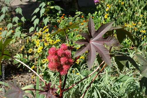 Round red fruits of Ricinus communis in mid September photo