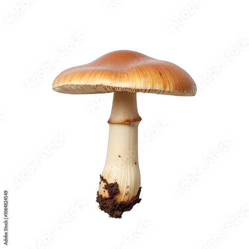 Ultra-realistic, top-view photo of Hydnum repandum mushroom on a transparent background, isolated with clear contours, lifelike accuracy, and no shadows, resembling a commercial photoshoot.  photo