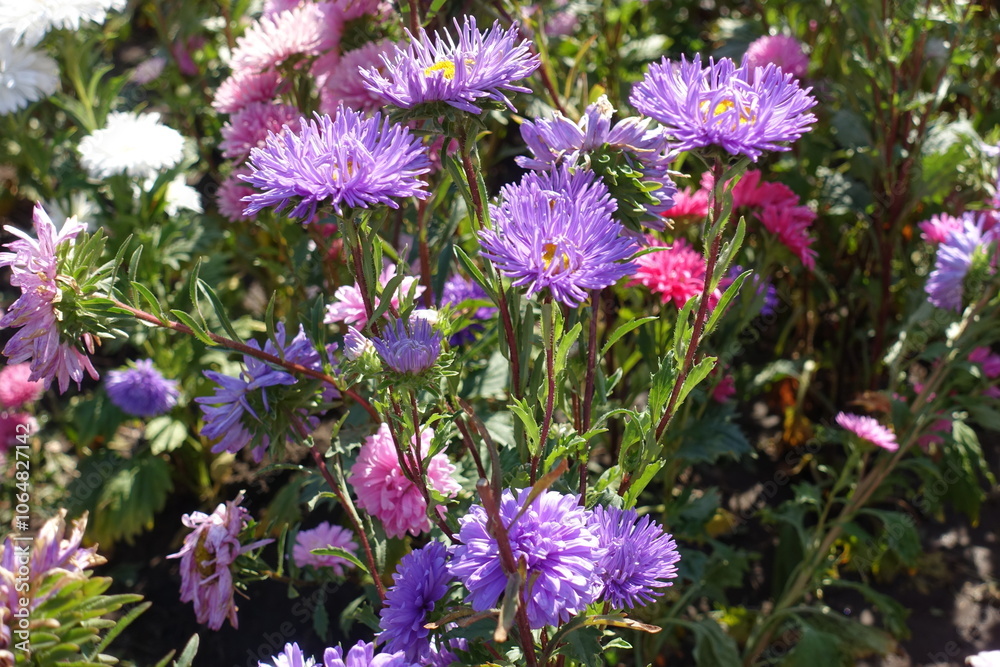 Obraz premium Violet, pink and white flowers of China asters in mid September