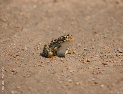 one frog sitting on the ground