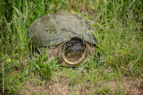adult snapping turtle in grass