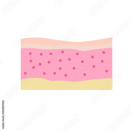 Layers of human skin
