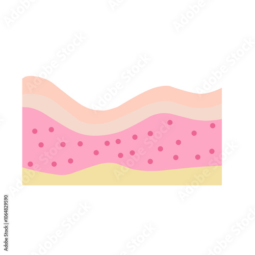 Layers of human skin