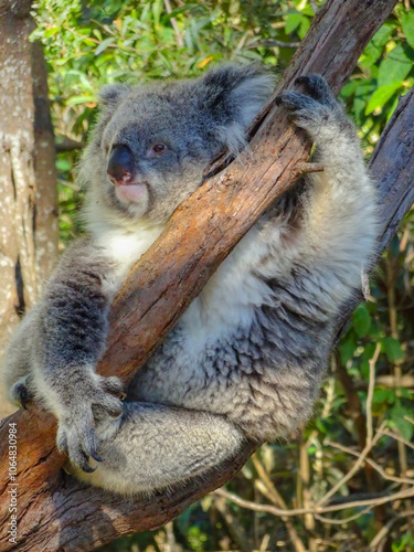 Phascolarctos cinereus, climbing on branch of eucalyptus photo