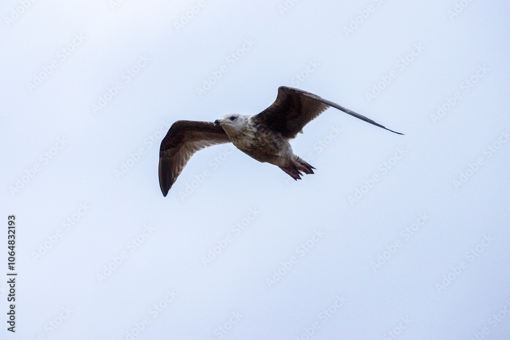 The Seagull Is A Large Bird Often Seen At The Seaside Trying To Steal Food Etc From People The Seagull Is A Large Bird Often Seen At The Seaside Trying To Steal Food Etc From People