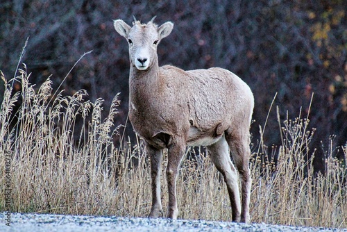 Young Bighorn Sheep in the Fall in Montana.