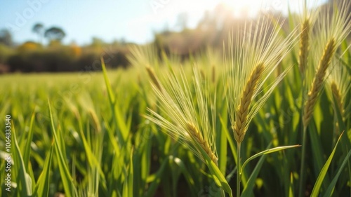 Vibrant green wheat field in full bloom during the spring season, with the sun shining brightly overhead, agriculture, flora and fauna