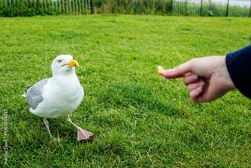 The Seagull Is A Large Bird Often Seen At The Seaside Trying To Steal Food Etc From People photo