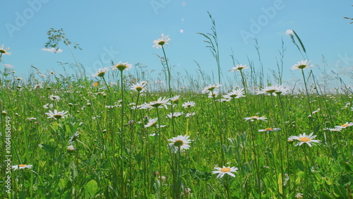 Beautiful Nature Scene With Blooming Medical Chamomiles And Clovers. Chamomile Flowers Field With Green Grass. Summer Herbal Flowers. Allergies And Polyposis. photo