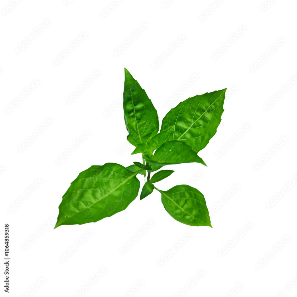 Obraz premium A bunch of fresh basil leaves isolated with clipping paths on white background for graphic design.