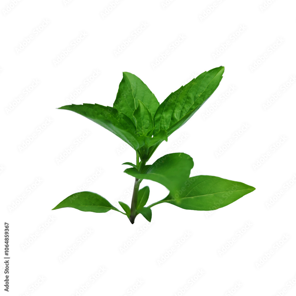 A bunch of fresh basil leaves isolated with clipping paths on white background for graphic design. A bunch of fresh basil leaves isolated with clipping paths on white background for graphic design.
