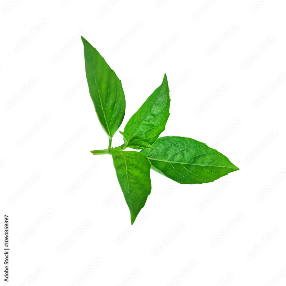 A bunch of fresh basil leaves isolated with clipping paths on white background for graphic design. A bunch of fresh basil leaves isolated with clipping paths on white background for graphic design.