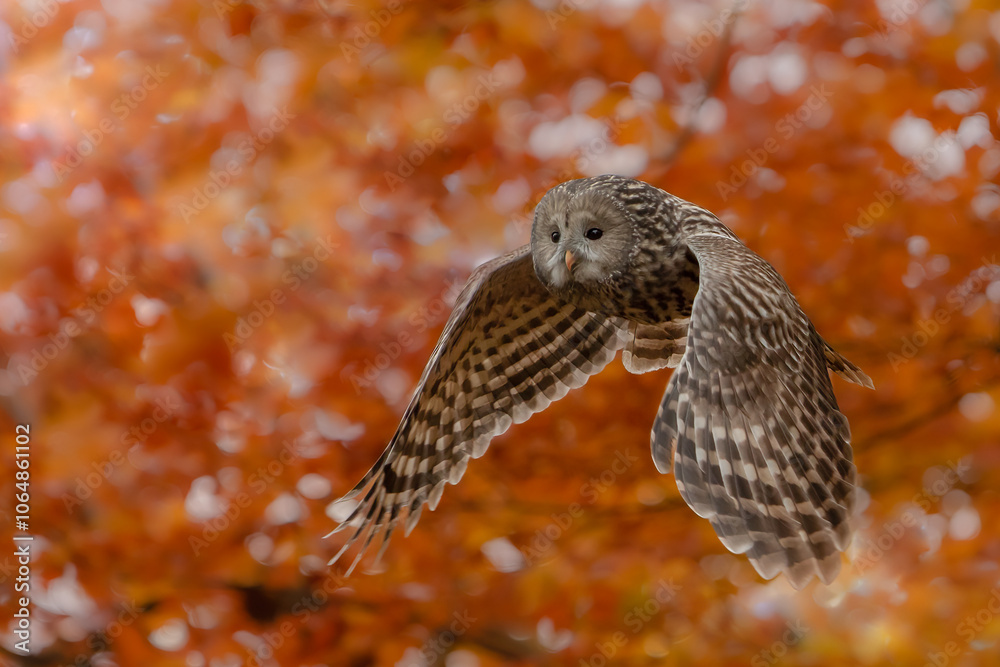 Ural owl ( Strix uralensis)