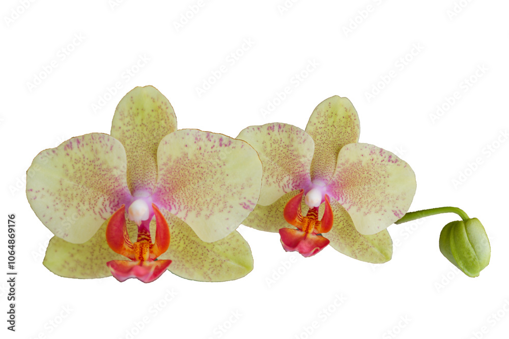 Naklejka premium Orchideen