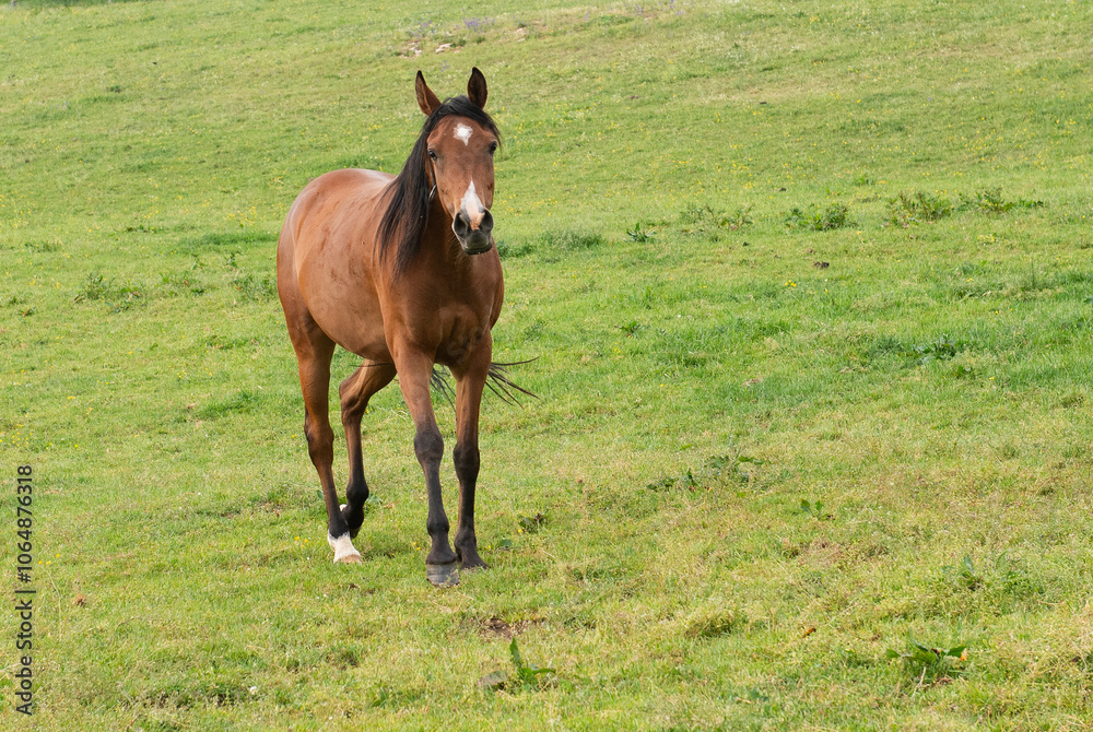 Junges arabisches Pferd auf der Weide