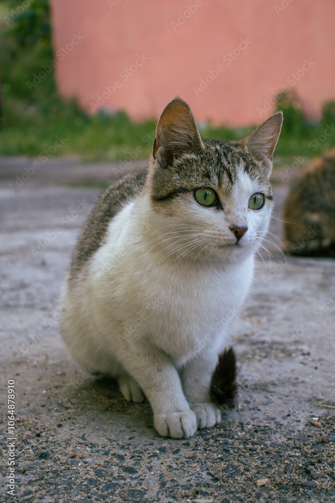 Stray cats sitting outside on the pavement on a cloudy summer day