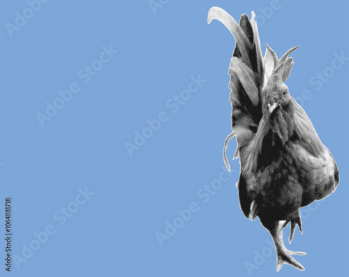 close up portrait of rooster pixelate grayscale color halftone dotted texture style collage element isolated on blue background