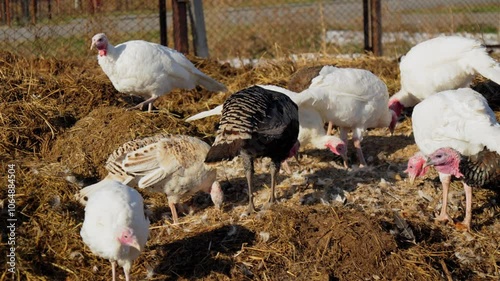 Turkey resting comfortably on a sunny turkey farm in the countryside during a serene afternoon