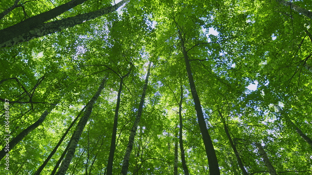 Obraz premium Fresh Green Leaves On A Tree Sway In Wind. Summer Sun Tree Branch Background Nature Landscape. Summer In European Nature. Steadicam Shot.