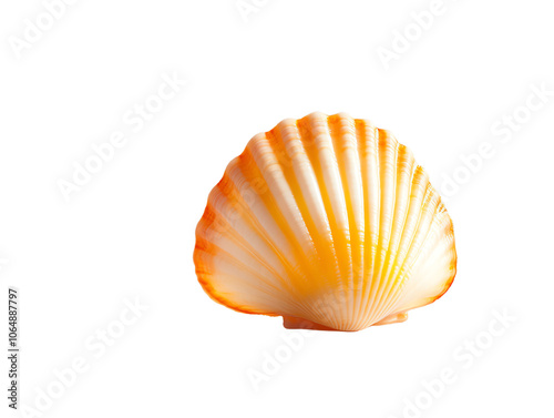 Shell with vibrant orange and yellow hues against a white isolated background. photo