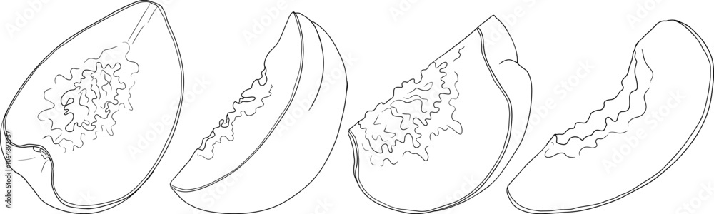 Fototapeta premium Peach outline vector. Apricot illustrations in hand drawn doodle style. Whole peaches, sliced peaches, slices, fruit on a branch, leaves.