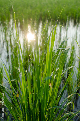 dew on sunrise