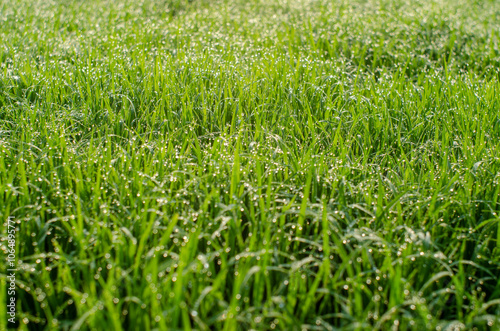 dew on grass