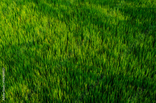 green grass texture