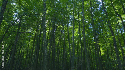 Foliage Of Magnificent Green Tree. Lush Green Foliage And Afternoon Sun. Walking Through Forest With Large Green Trees. Slow motion.