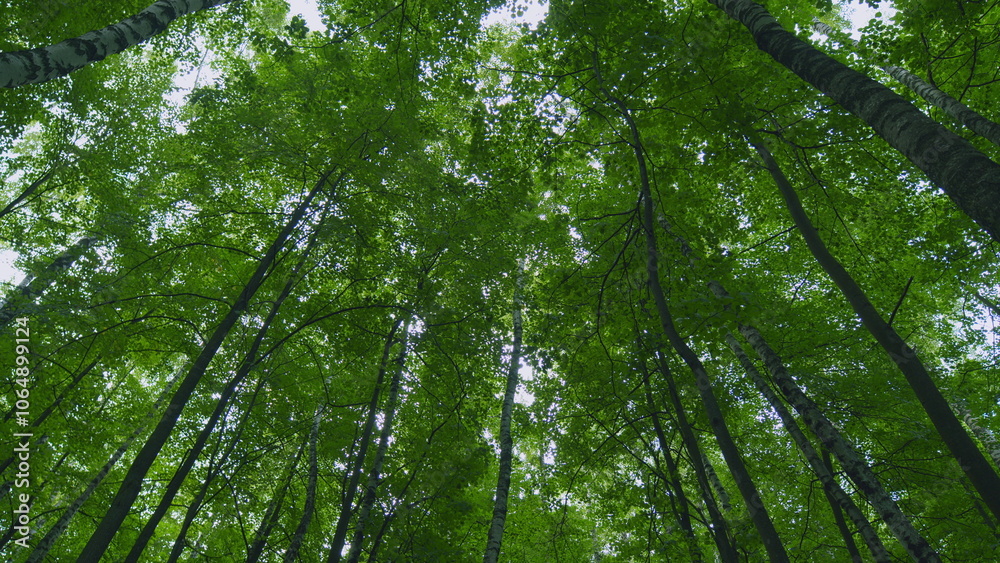 Fototapeta premium Foliage Of Magnificent Green Tree. Lush Green Foliage And Afternoon Sun. Walking Through Forest With Large Green Trees. Gimbal shot.