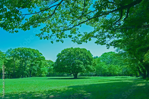 Green Park trees