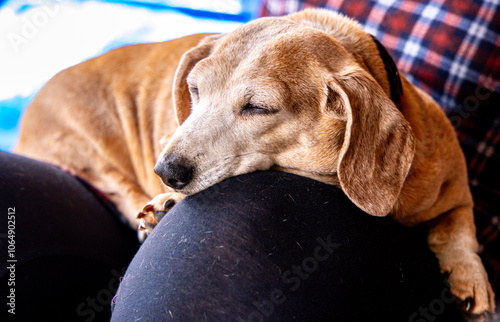 A Miniature Dachshund Dog Laying Down Having A Sleep photo