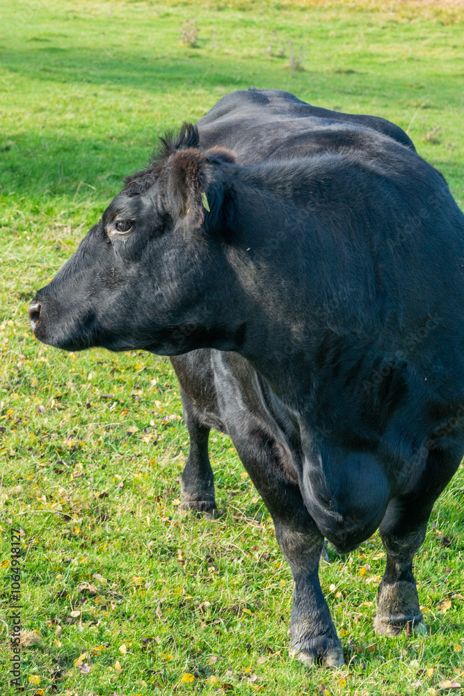 Potrait of black cow on pasture