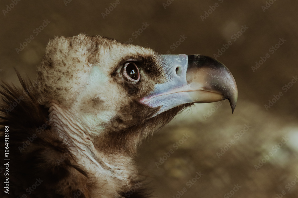 Close up of a vulture highlighting its features and intense gaze in nature Close up of a vulture highlighting its features and intense gaze in nature