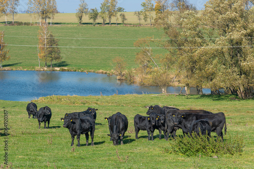 A herd of black Aberdeen Angus cattle on outdoor pasture