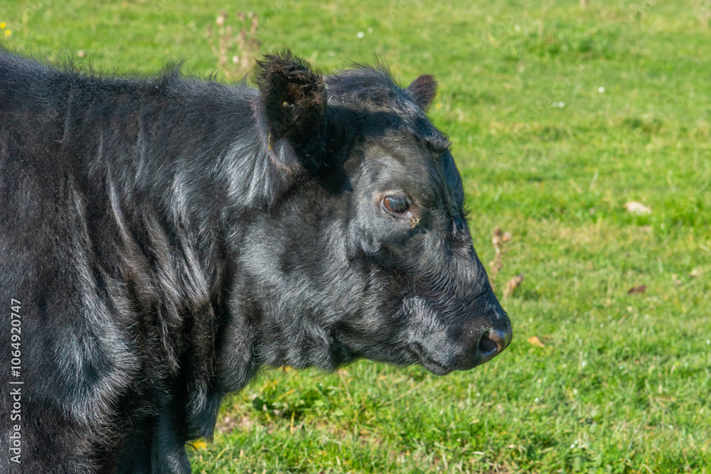 Close-up of black Aberdeen Angus cattle on outdoor pasture Close-up of black Aberdeen Angus cattle on outdoor pasture