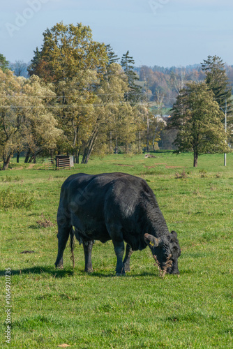 Obraz na płótnie Close-up of black Aberdeen Angus cattle on outdoor pasture w salonie