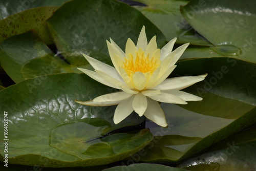 Yellow Water Lilly Australia