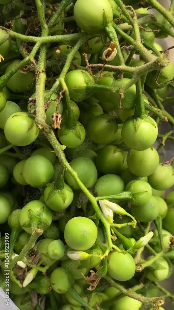 green grapes green grapes